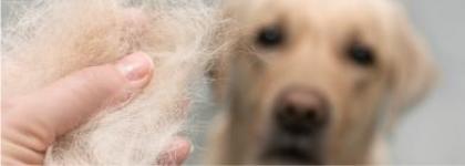 El cuidado del pelo en los perros 